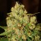 Насіння Master Kush Feminised Silver
