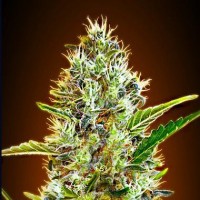Auto Somango Silver regular