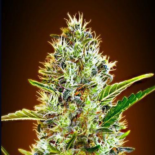 Насіння Auto Somango Silver regular