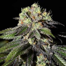 Насіння Flowershell Kush Feminised Silver