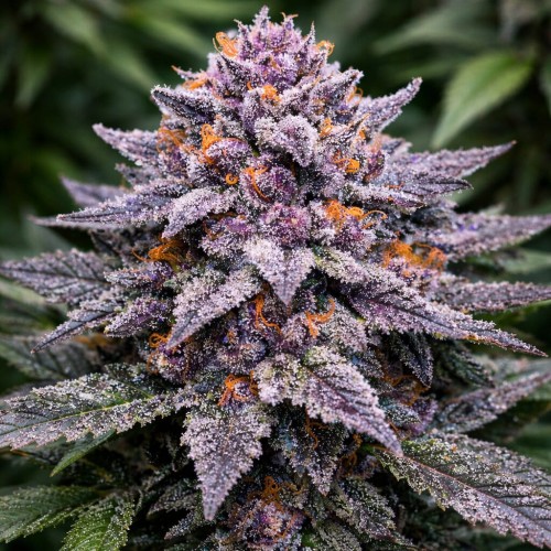 Насіння Frozen Black Cherry Feminised Silver