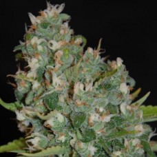 G13 Feminised Silver