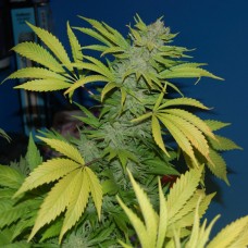 Насіння G13 Skunk (mr. Nice) Silver