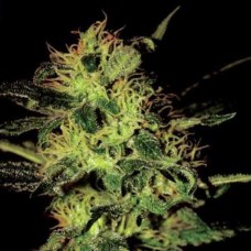 Насіння Giant Bud Silver