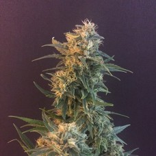 Насіння God Bud Silver