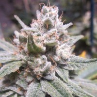 Насіння Gorilla Glue 4 Feminised Silver