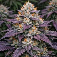 Насіння Gorilla Sherbet Feminised Silver