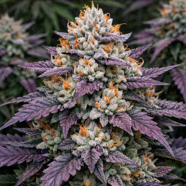 Насіння Gorilla Sherbet Feminised Silver