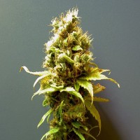 Насіння Hashberry Feminised Silver