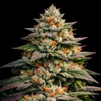 Насіння High Mars Feminised Silver