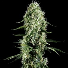 Насіння Auto Super Silver Haze XL Feminised Silver