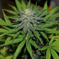 Auto Pineapple Silver