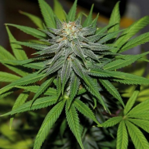 Насіння Auto Pineapple Silver