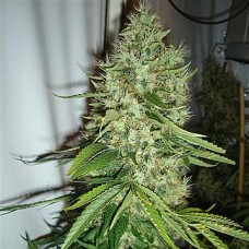 Насіння Jack Herer Feminised Silver