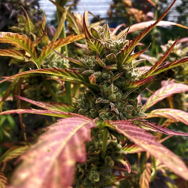 Auto Super Skunk Feminised Silver