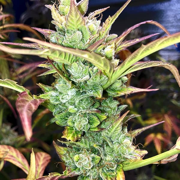 Auto Super Skunk Feminised Silver