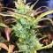 Auto Super Skunk Feminised Silver