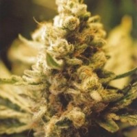 Lemon Kush Silver