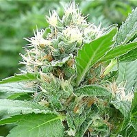 Magic Bud Silver