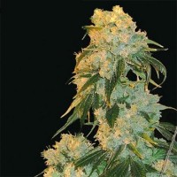 Насіння Northern Lights x Skunk Feminised Silver