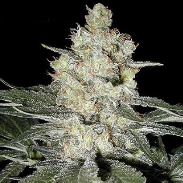 Насіння Original Skunk Feminised Silver