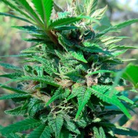 Point Of No Return x AK-47 Silver