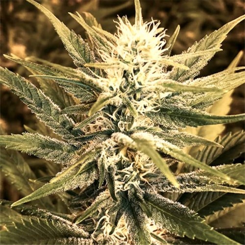Насіння Power Plant Feminised Silver