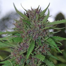 Насіння Purple Kush Feminised Silver