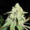 Насіння White Widow Silver
