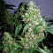 Насіння Auto Jack Herer Feminised Silver