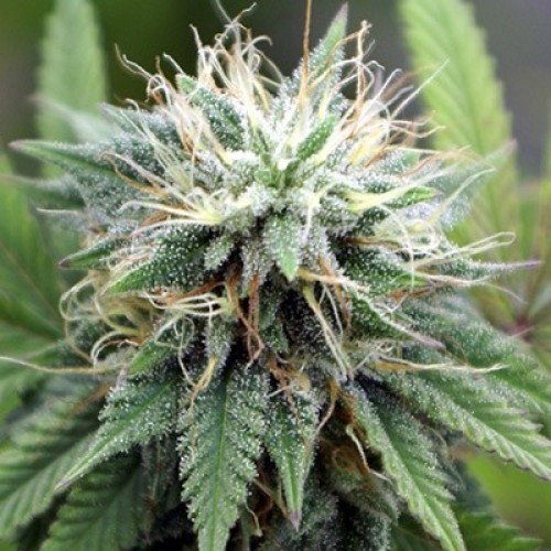 Auto AK-47 Silver regular