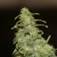 Auto Flower Power Silver