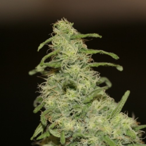 Auto Flower Power Silver