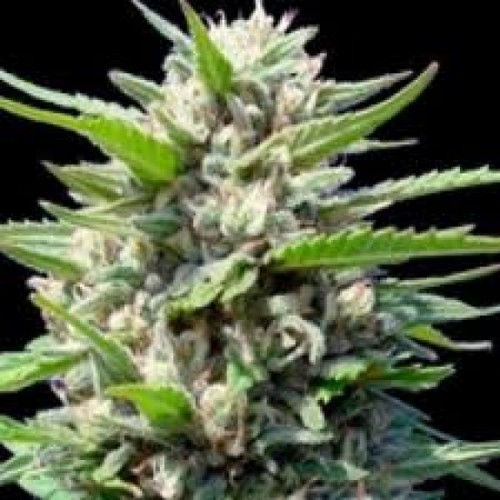 Насіння Auto Northern Lights Silver regular