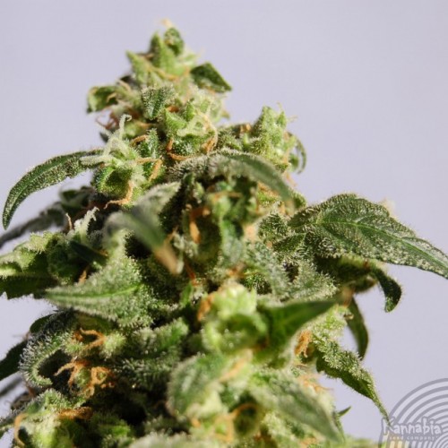 Auto Power Skunk Silver