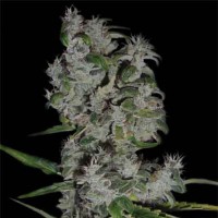 Насіння Auto Pyramid Silver