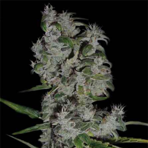 Auto Pyramid Silver