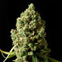 Critical Kush Silver