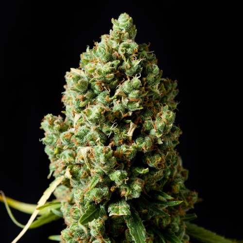 Critical Kush Silver