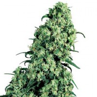 Насіння Sensi Skunk x Jamaica Silver