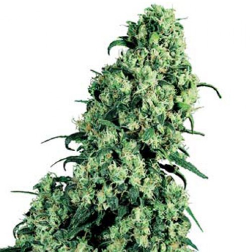 Насіння Sensi Skunk x Jamaica Silver