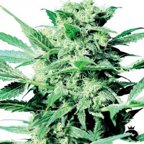 Shiva Skunk Silver
