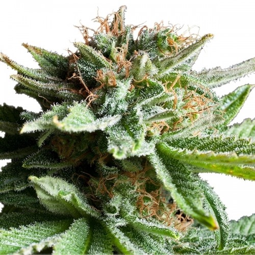 Silver Haze XL Silver