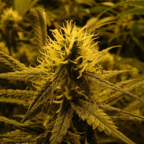 Super Lemon Skunk Silver