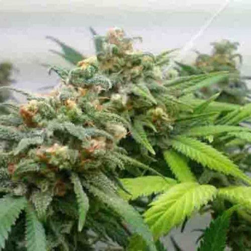 Top Skunk 44 Silver