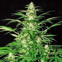 White Russian Silver