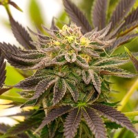 Насіння Auto Lavender Feminised Silver