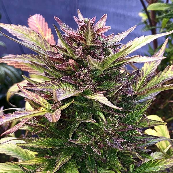Насіння Auto Amnesia Haze Feminised Silver