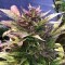 Насіння Auto Amnesia Haze Feminised Silver