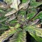 Насіння Auto Amnesia Haze Feminised Silver